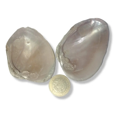 2 Ostras De Concha Nacar 100% Natural Productos Tenango Tipo de piel Mixta | MercadoLibre