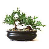 Árbol Bonsai Juniper 9greenbox: El Mejor Regalo, 4 Libras