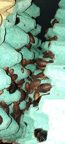 Cucarachas Blapticas - Geckos Tarántula Erizo Pogona Reptil