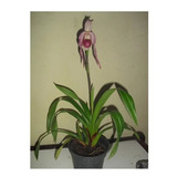 Planta Orquídea Sapatinho Adulta Phragmipedium Schroederae 1