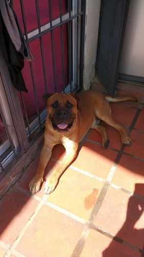 Perro Bullmastiff Excelente Ejemplar Para Servicio De Monta