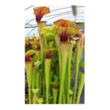 Sarracenia Oreophila Tamaño Mediano - Plantas Carnívoras