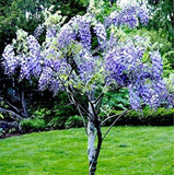 Sementes Wisteria Glicínia Africana Bolusanthus Flor P/ Muda