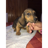 Nuevo Cachorro Dachshund, Salchicha O Teckel Cafe 