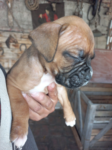 Cachorros Boxer