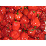 Semillas De Chile Habanero  Rojo Premium