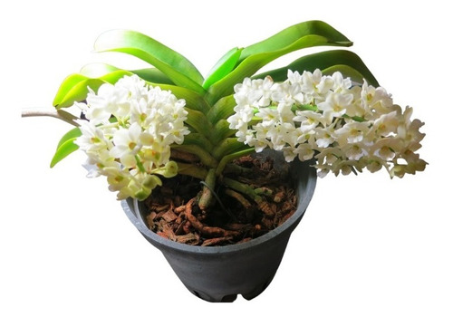 Orquídea Rhynchostylis Gigantea Alba ( Pré Adulta ) - Linda