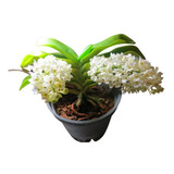 Orquídea Rhynchostylis Gigantea Alba ( Pré Adulta ) - Linda