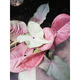 Planta Syngonium Pink Rosado