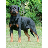 Rottweiler Filhotes (45 Dias )frete Grátis