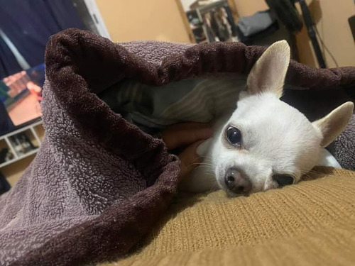 Chihuahua Mini 