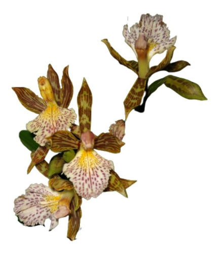 Orquidea Aspasia Variagata