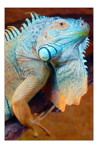Vinilo Decorativo 50x75cm Iguana Reptil Lagartija Fauna M4