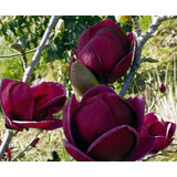 Semillas De Flor Magnolia Yulan Púrpura Envío A Todo Chile