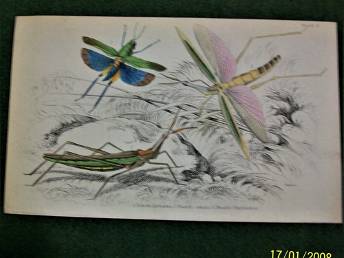 Insectos Grabado Coloreado 10 X 16,50 Edimburgo 1833 Nº 17