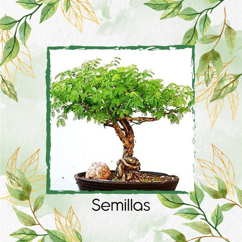 10 Semillas De Bonsái Acacia Mangium