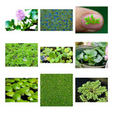 Pack Mix Variedades Plantas Acuáticas Flotantes Estanques