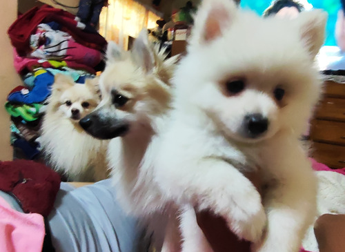 Cachorros Pomerania Mini 