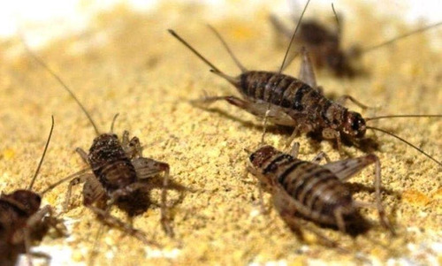 Grillos Medianos X 20 Alimento Vivo Hormigas Reptiles 