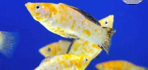 10 Peixes Molinesia Dálmata Ou Pingo De Ouro, Só Os Tops