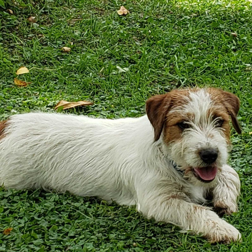 Jack Russell Terrier Cachorro, Excelente Genética