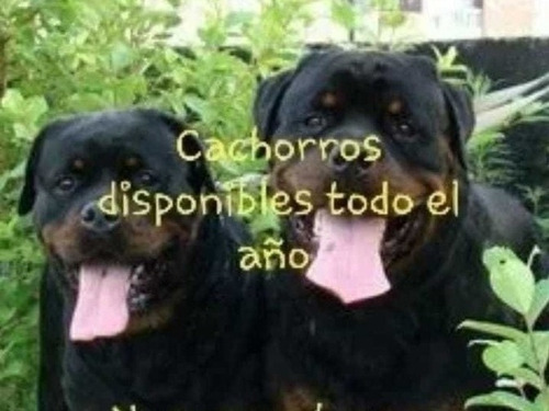 Rottweiler Cachorros Puros Xxl