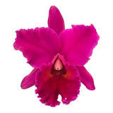 Orquídea Cattleya Edisto New Berry - Planta Adulta