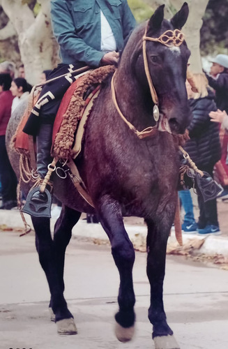 Caballo Moro Cabeza Negra 