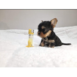 Cachorros Yorkshire Terrier Mini