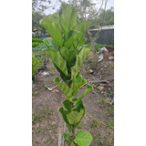 Ficus Pandurata (lytata) 