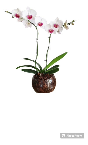 Orquidea Phalaenopsis Premium Con Maceta De Vidrio 2 Varas