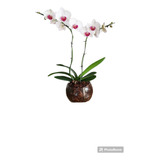 Orquidea Phalaenopsis Premium Con Maceta De Vidrio 2 Varas