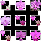 Kit De 9 Cattleya Walkerianas - Variadas