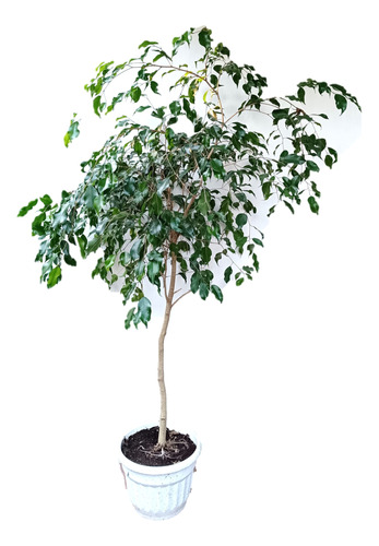 Ficus Planta De Interior Grande - 1.30 Metros De Altura