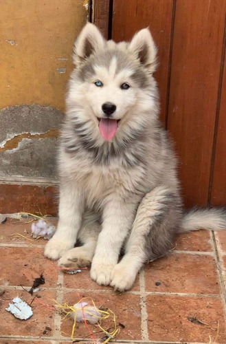 Cachorros Alaskan Malamute 