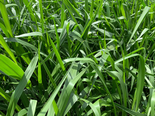 Semilla Forrajes Pastos Brachiaria Piatá Clima Cálido 25 Kg