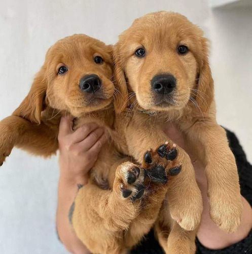 Cachorros Golden Retriever 