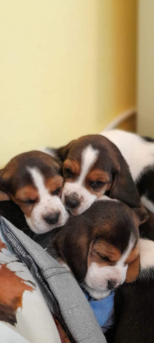 Cachorros Beagle 