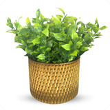 Arranjo Decorativo Planta Artificial Oliveira Vaso Rattan