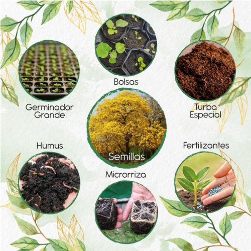 200 Semillas De Árbol Guayacán Amarillo + Kit De Producción