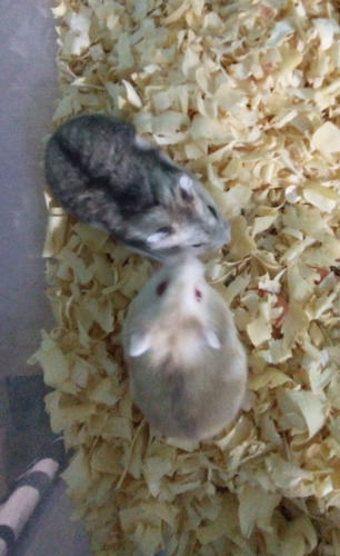 Hamster Topo Ruso !!! Los Mas Lindos! Variedad De Colores!