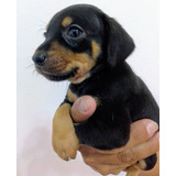 Cachorros Pinscher Miniaturas 3 Sepias Y 2 Golondrinosm & H 