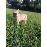 Cachorros Bulldog Francés Pied Blue Merles