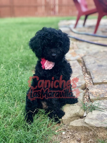 Cachorro Caniche Negro 5