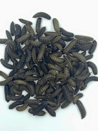 2000 Larvas De Mosca Soldado Negra En Estado De Prepupa