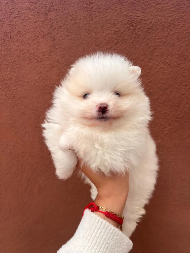 Cachorros Pomerania Mini Toy Carita De Oso