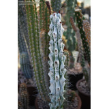 10 Semillas De Cactus Stenocereus - Mezcla De Especies