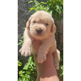 Reserva Cachorro Golden Retriever