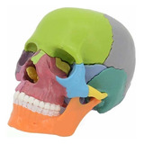 1: 2 Modelo De Cráneo De Color Primario Del Cuerpo Humano