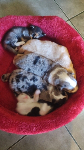 Border Collie Machos.blue Merle Y Bleu Perle Rojo.